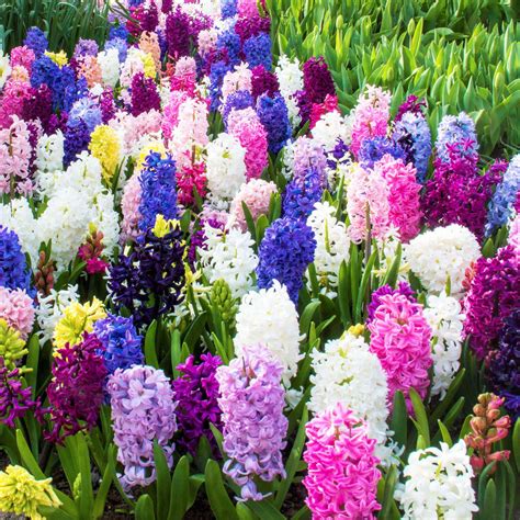 Mixed Color Hyacinth Bulbs For Sale Online | Hyacinth Bulb Mix – Easy ...