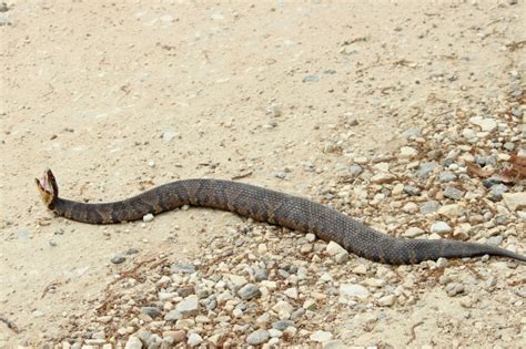 Guide to Alabama's 6 venomous snakes and how to react if you see one ...