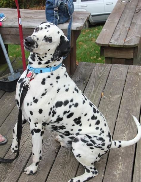 Adopt Rio on Petfinder | Dalmatian rescue, Dalmatian dogs, Dogs