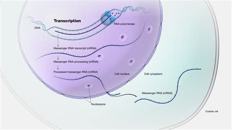 Transcription Biology Diagram