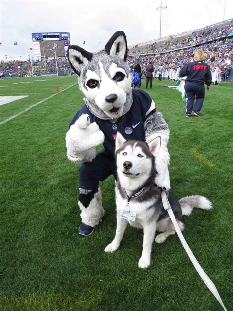 What Colleges Have A Husky As A Mascot