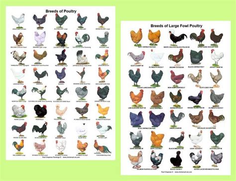 A4 Laminated Posters. Breeds of Poultry 2 Different Posters | Etsy ...