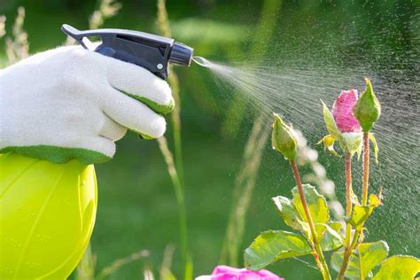 How Much Water Do Roses Need? [Inc. Watering Techniques]