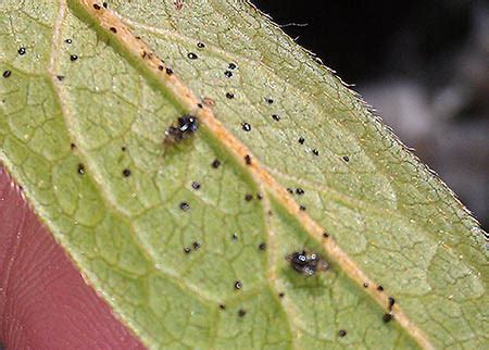 Azalea lace bugs hatch earlier at warmer sites – EcoIPM