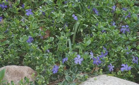 Vinca vine. A ground cover that will grow in shade or sun garden ...