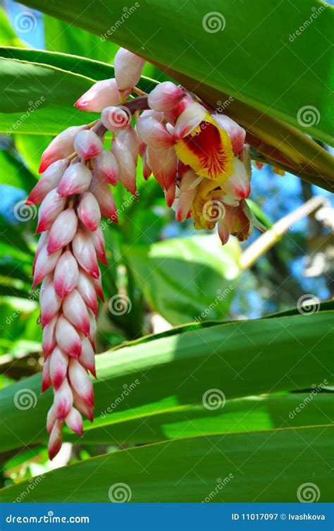 A Flower Of Hawaiian Wild Ginger Royalty Free Stock Photography - Image ...