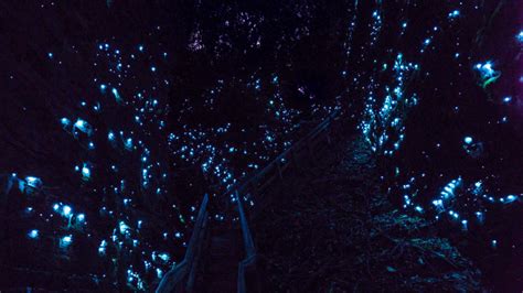 Glowworm Photography - Best tours in Waitomo - CaveWorld