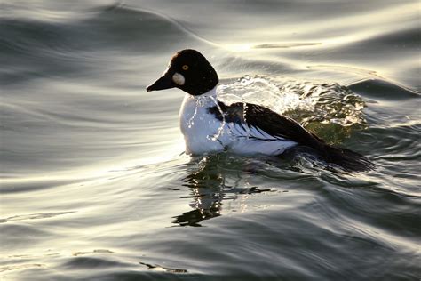 Goldeneye Duck Male (Bucephala clangula) . | This image was … | Flickr