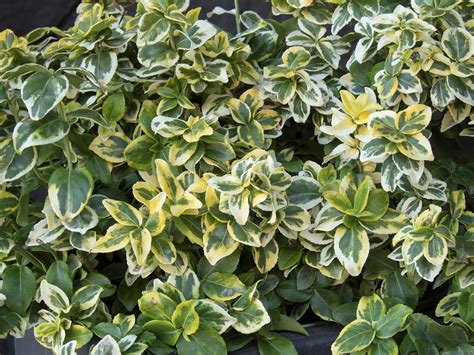 Euonymus, Golden Prince - Campbells Nursery