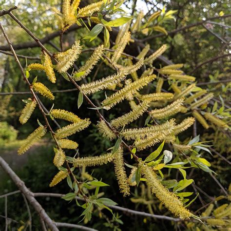 Salix Nigra (black Willow): Go Botany | edu.svet.gob.gt