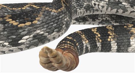 Snakes 3D Models Collection Rigged for Maya 3D Model $199 - .ma - Free3D