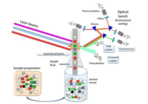 Flow Cytometry Steps