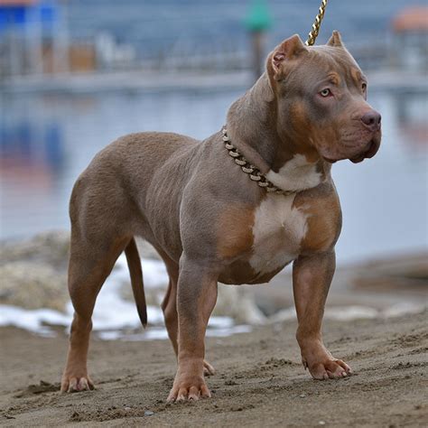 XXL Merle Tri Blue Pitbull Bully Females-Swag Kennels