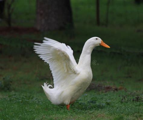 A white duck. A white duck shows off his wings with a bright orange ...