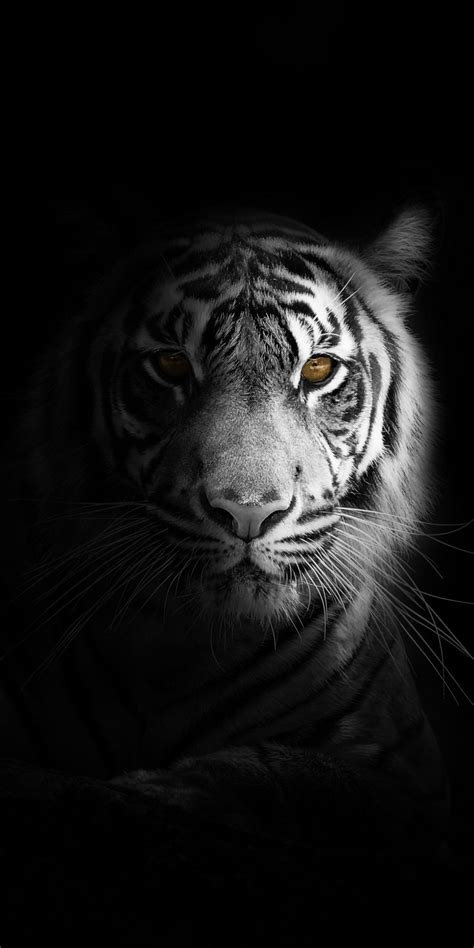 Portrait, minimal, white tiger, dark Wallpaper | Tiger wallpaper iphone ...