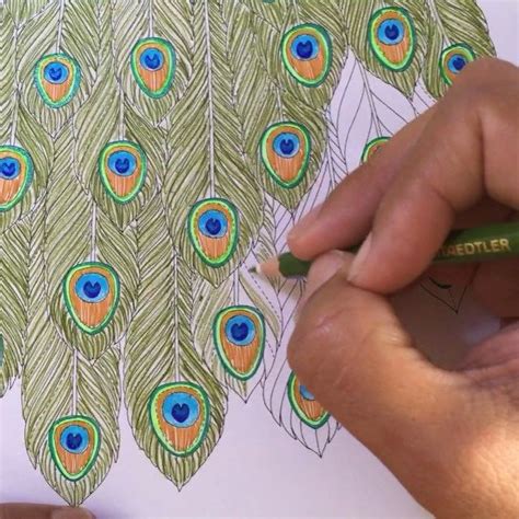 Peacock Feather Drawing Step By Step This will be the torso of our peacock