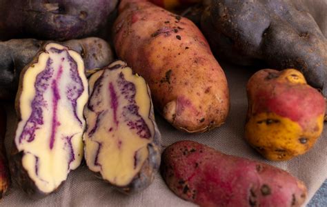 The Past And Present Of Peruvian Potatoes | Kuoda Travel