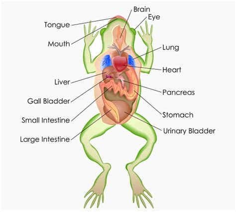 Animal Circulatory System - Frog, Fish & Earthworm | Biology Dictionary