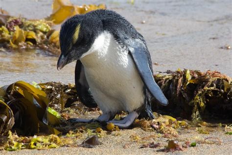 Fiordland crested penguin (Eudyptes pachyrhynchus) fledgling Sea Birds ...