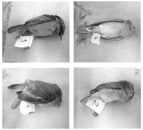 Passerine species examined. | Download Scientific Diagram