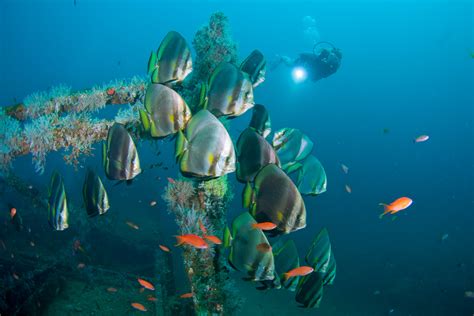 Scuba diving in Puerto Galera, Philippines | ZuBlu