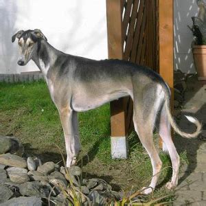 Polish Greyhound Facts - Wisdom Panel™ Dog Breeds