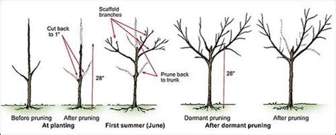 Peach Tree Pruning and Malabar Farms | Pruning peach trees, Tree ...