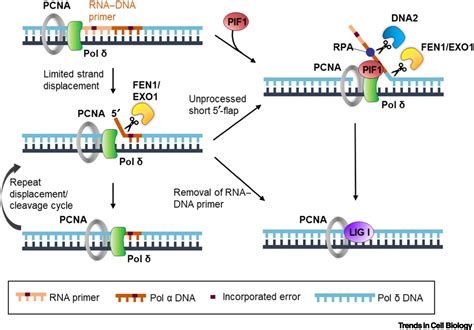 Okazaki fragment maturation: DNA flap dynamics for cell proliferation ...