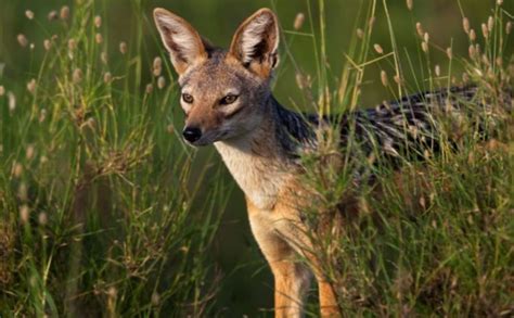 Black-Backed Jackal Facts, Pictures, Video & Information. Discover This ...