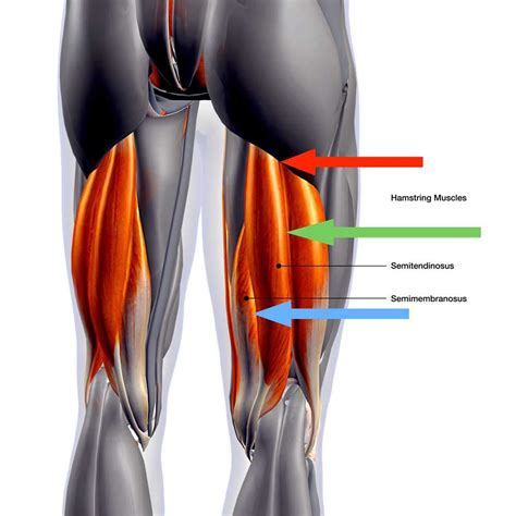 Hamstring Tendon Anatomy | Images and Photos finder