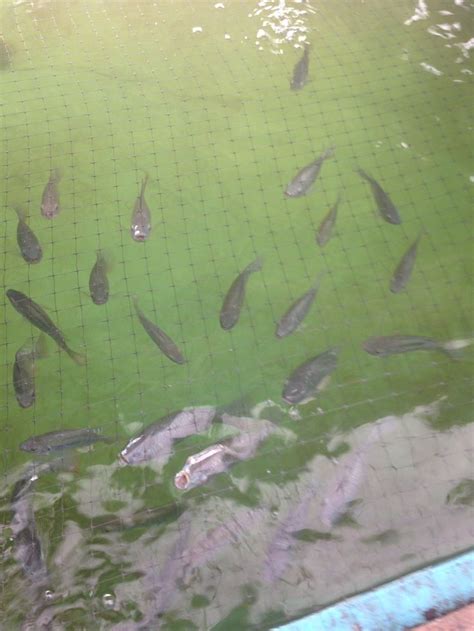 Blue (Oreochromis aureus) Tilapia almost ready to breed