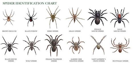 Wolf Spider Identification Chart | Click here to see a detailed spider ...