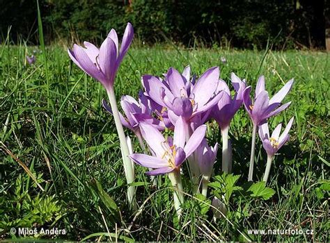 Colchicum autumnale find these now at you local garden center. The 1st ...