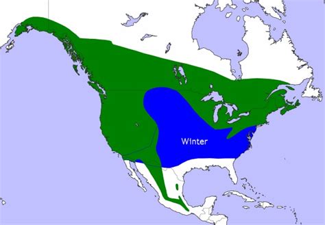 Northern Whet-Saw Owl Facts, Distribution, Habitat, Pictures