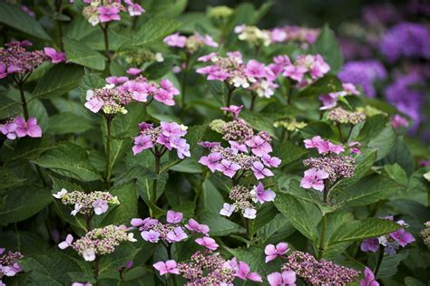 Guide to Identifying Types of Old Fashioned Hydrangea