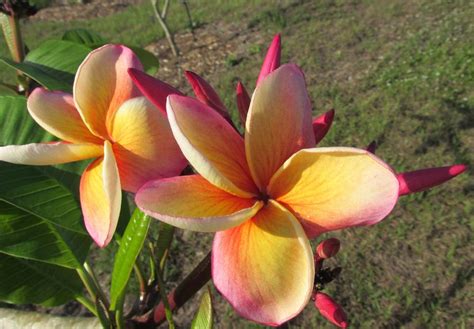 Tips for Rooting Dehydrated Plumeria Cuttings - Garden.org