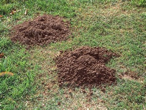 Best Mole And Gopher Removal Services In Edmond | Guthrie | Okc