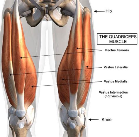 Lower Back Pain Relief: How Quadriceps Tightness Affects Posture - El ...