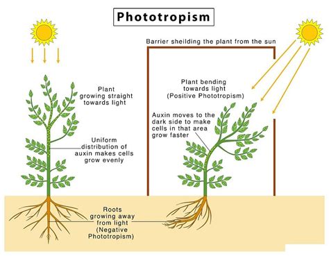 Immediate Response to Stimulus: Definition, Tropism, Types