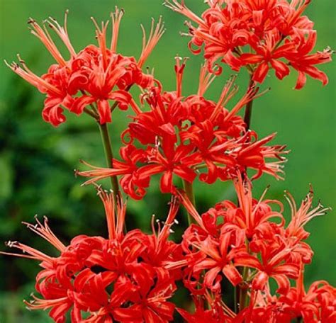 Red Guernsey Lilies – Elizabeth Grace Gardens