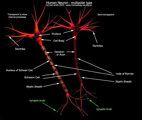 Human Cells - an overview for light microscopists