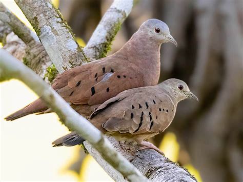 Ruddy Ground Dove Pair | BirdForum