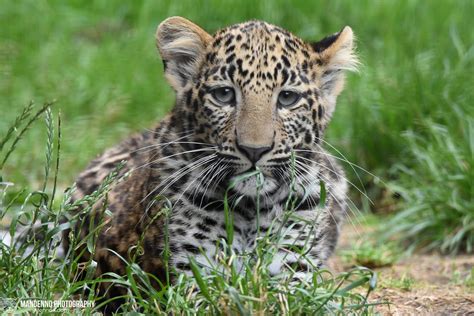 African leopard cub - Pakawipark | Mandenno Photography | Flickr