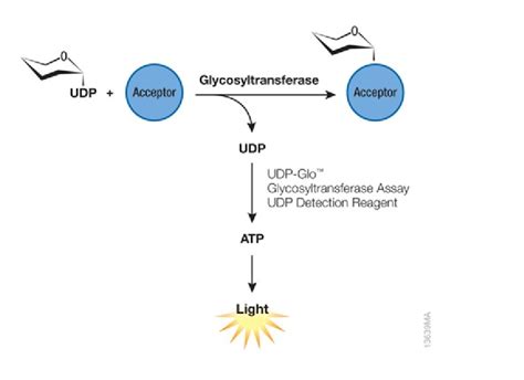 Glycosylation is mediated by enzymes called glycosyltransferases ...