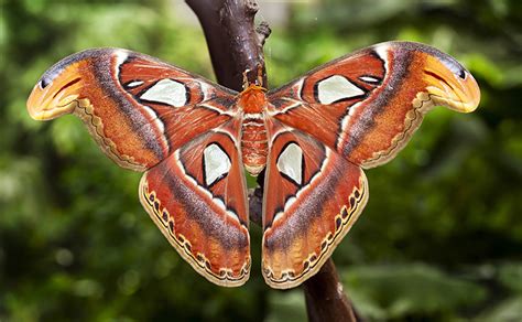 Spotlight: the atlas moth | Natural History Museum