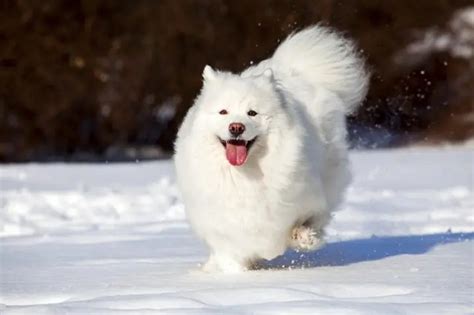 All the Breeds of Big White Fluffy Dog - MustPets.Com