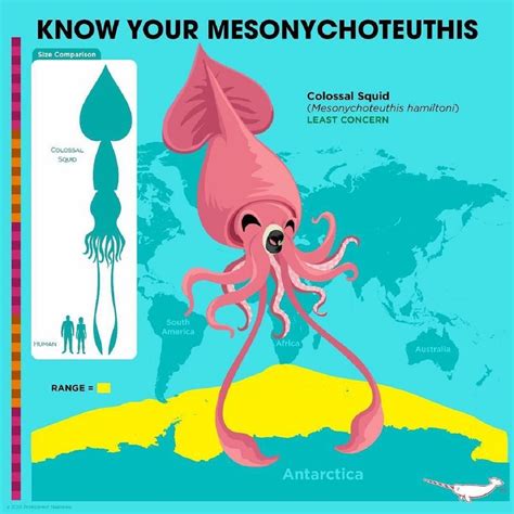 Calamar colosal (Mesonychoteuthis) | Colossal squid, Interesting ...