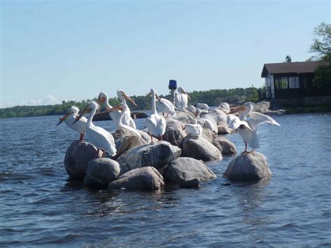 LAKE OF THE WOODS - THE WALLEYE CAPITAL OF THE WORLD