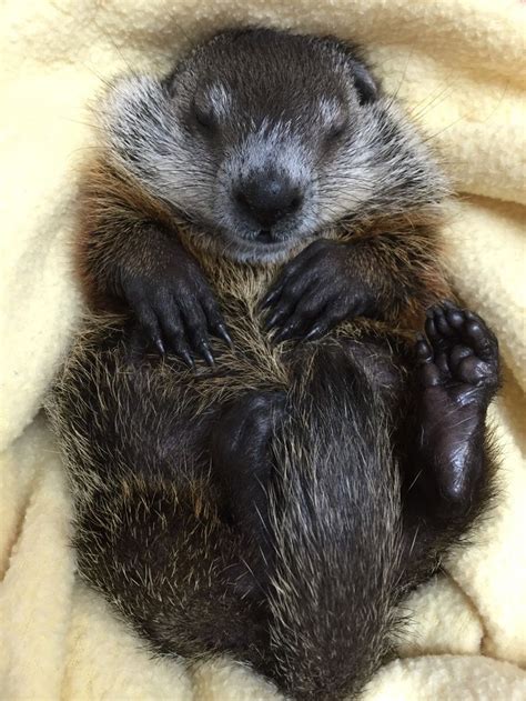 Baby groundhog!! • /r/aww | Baby groundhog, Baby animals, Cute baby animals