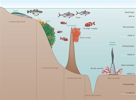 Depth zones of the ocean « World Ocean Review